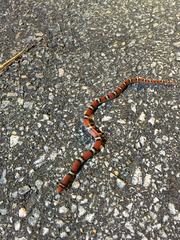 Cemophora coccinea copei