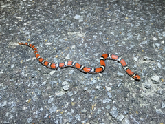 Cemophora coccinea copei