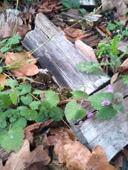 Lamium purpureum