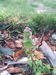 Lamium purpureum