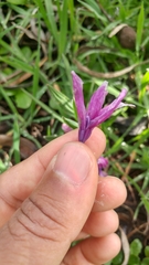 Babiana blanda