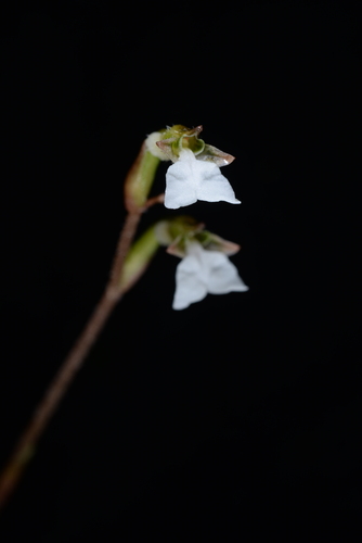 Kuhlhasseltia yakushimensis iNat (2)