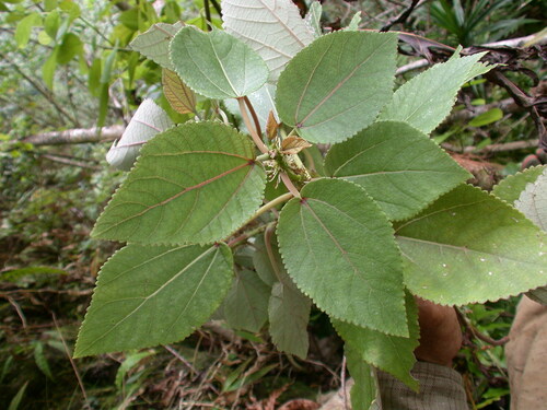 Pipturus henryanus