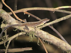 Anolis oxylophus