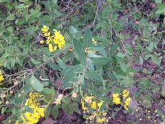 Echinopterys eglandulosa