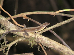 Anolis oxylophus