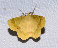 Erastria decrepitaria