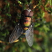 大頭金蠅 - Photo 由 Emily Roberts 所上傳的 (c) Emily Roberts，保留部份權利CC BY