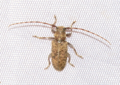 Estoloides sordida