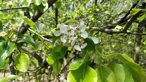 hruška obyčajná (Pyrus communis)