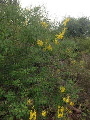 Echinopterys eglandulosa