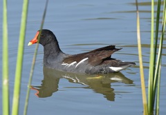 Gallinula galeata cachinnans