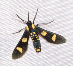 Phoenicoprocta hampsonii