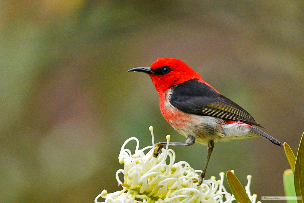 New Caledonian Myzomela (Myzomela caledonica) photo