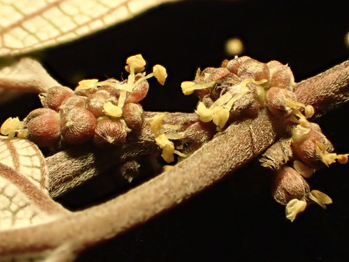 Pipturus kauaiensis