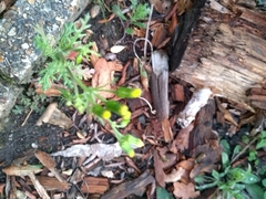 Senecio vulgaris