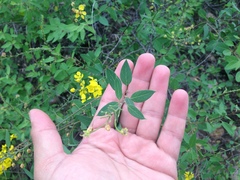 Echinopterys eglandulosa