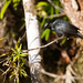 New Caledonia Striated Starling - Photo (c) Frédéric Desmoulins, some rights reserved (CC BY-NC), uploaded by Frédéric Desmoulins