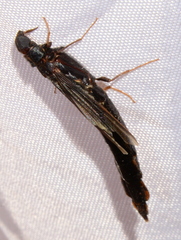 Atractocerus brasiliensis