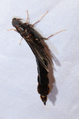 Atractocerus brasiliensis