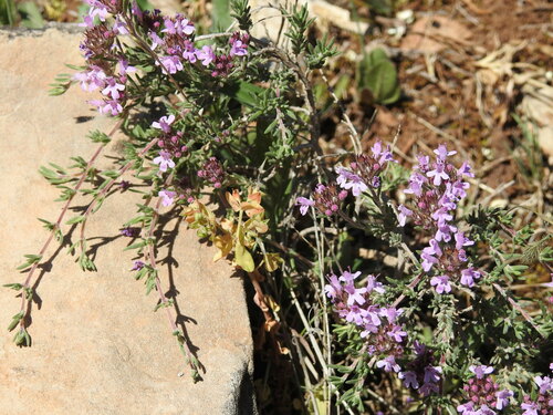 Image of Thymus willdenowii by (c) Aissa Djamel Filali, some rights reserved (CC BY-SA)