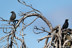 Aplonis striata striata