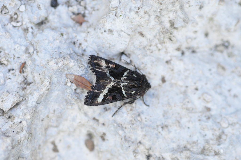 Euplexia euplexina