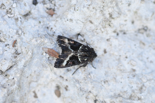 Euplexia euplexina