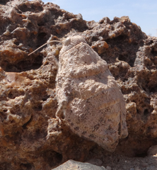 Trachypetrella anderssonii