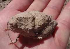 Trachypetrella anderssonii