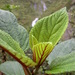 Pipturus ruber - Photo (c) Kenneth R. Wood (NTBG), vissa rättigheter förbehållna (CC BY-NC), uppladdad av Kenneth R. Wood (NTBG)