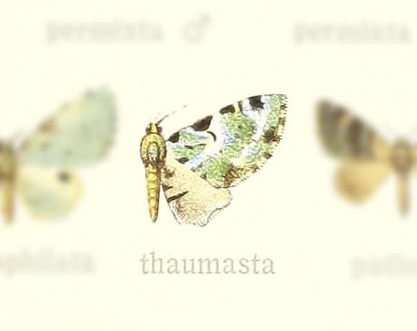 Ardonis thaumasta