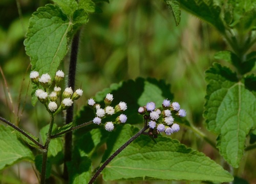 billygoat weed