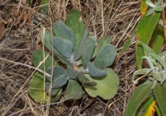 Cotyledon orbiculata oblonga