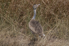 Eupodotis senegalensis