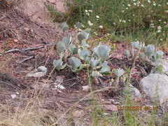 Cotyledon orbiculata oblonga