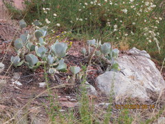 Cotyledon orbiculata oblonga