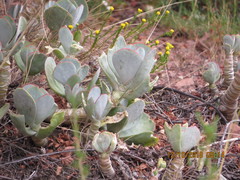 Cotyledon orbiculata oblonga