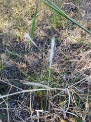 Bothriochloa torreyana