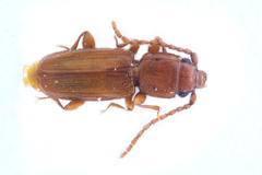 Placonotus testaceus