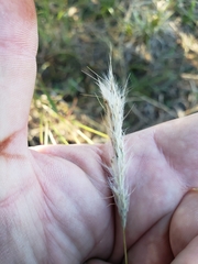 Bothriochloa torreyana