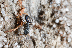 Ochetellus punctatissimus