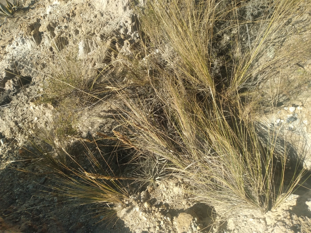 Tillandsia prolata; photograph Alfredo F. Fuentes Claros, CC0, iNaturalist via GBIF