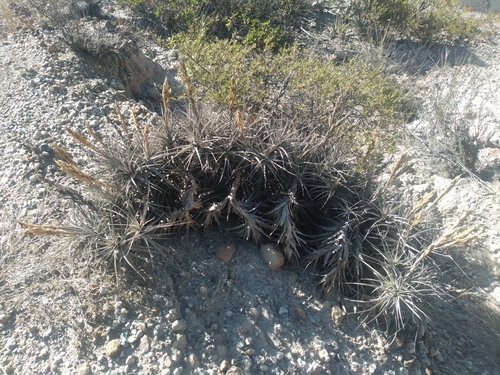 Tillandsia prolata, photograph 3