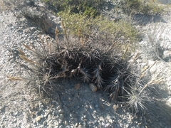 Alfredo F. Fuentes Claros, CC0, iNaturalist via GBIF Tillandsia prolata, photograph Alfredo F. Fuentes Claros, CC0, iNaturalist via GBIF