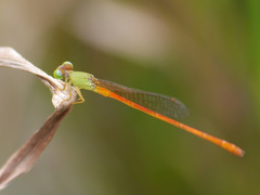 Ceriagrion