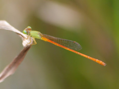 Ceriagrion