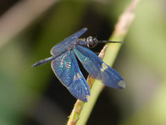 Rhyothemis fenestrina