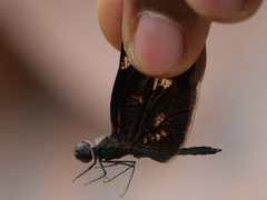 Rhyothemis fenestrina
