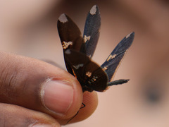 Rhyothemis fenestrina